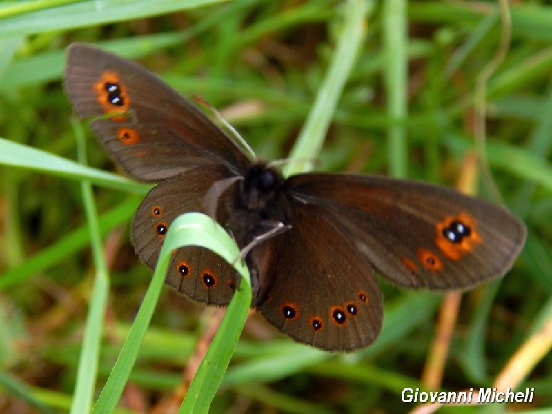 Erebia medusa